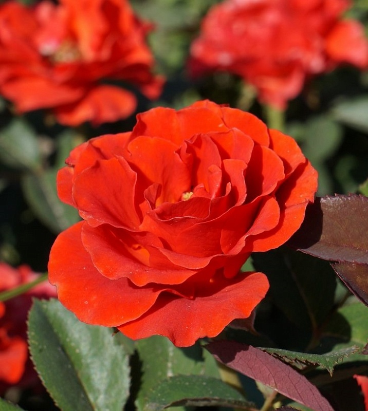 Роза спрей Файер Кинг